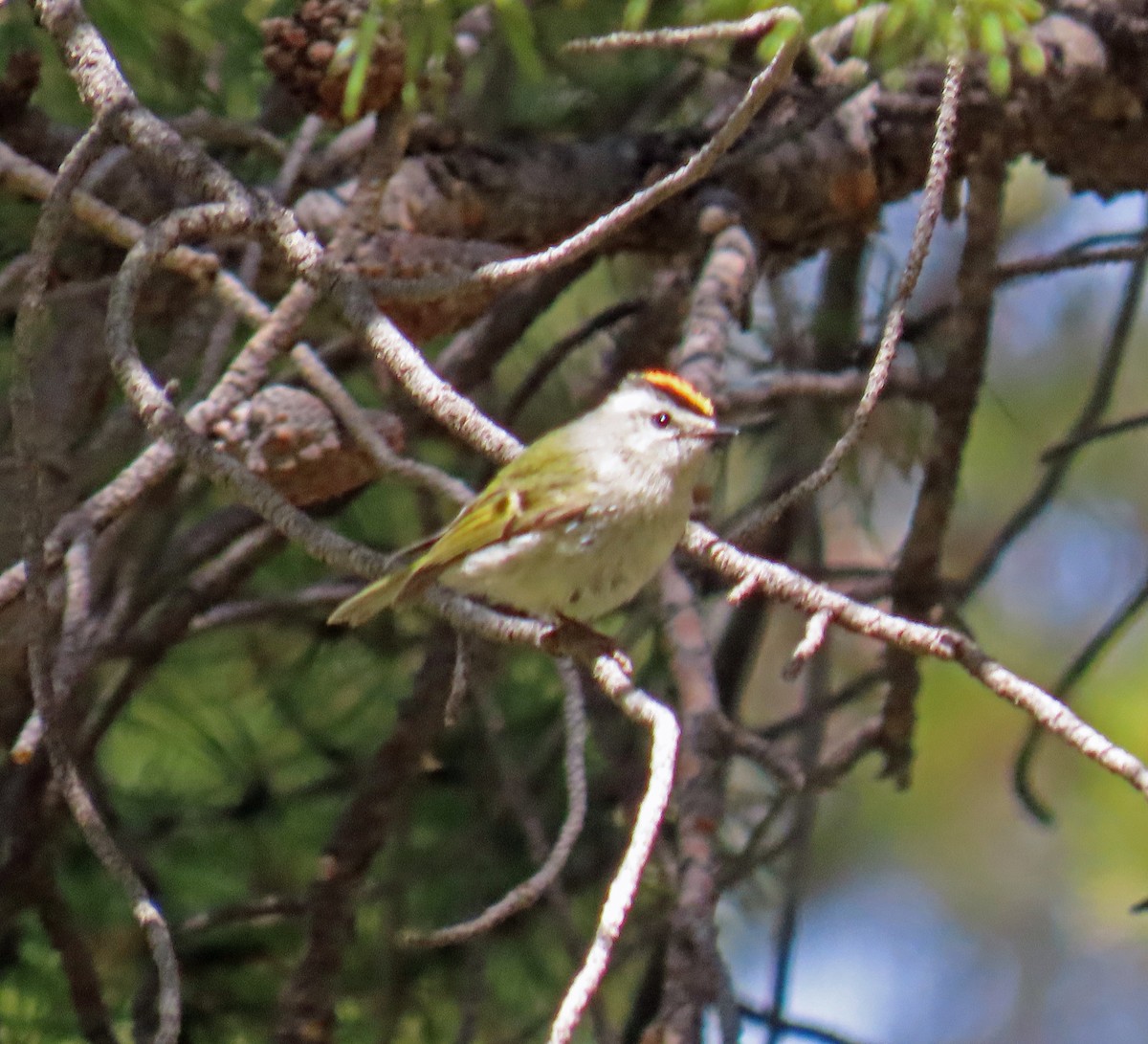Golden-crowned Kinglet - ML635704979