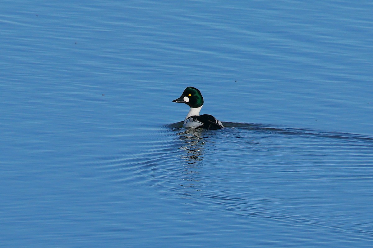 Common Goldeneye - ML635705058