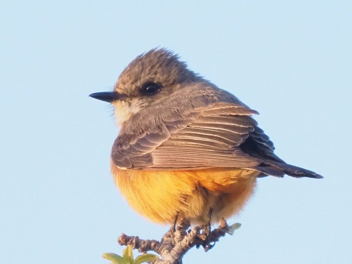 Vermilion Flycatcher - ML635705129