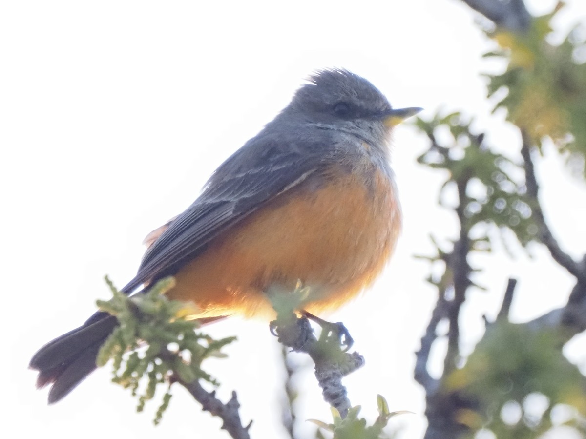Vermilion Flycatcher - ML635705130