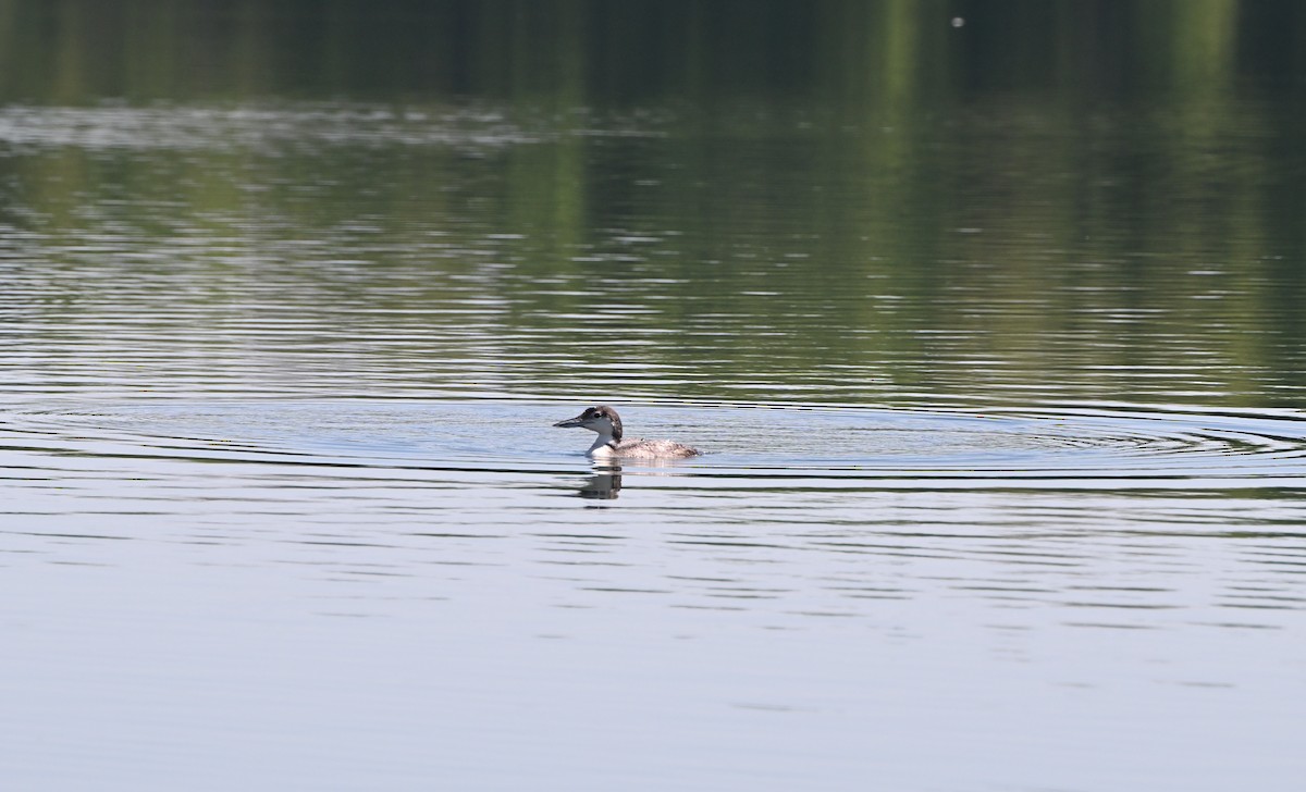 Common Loon - ML635705182