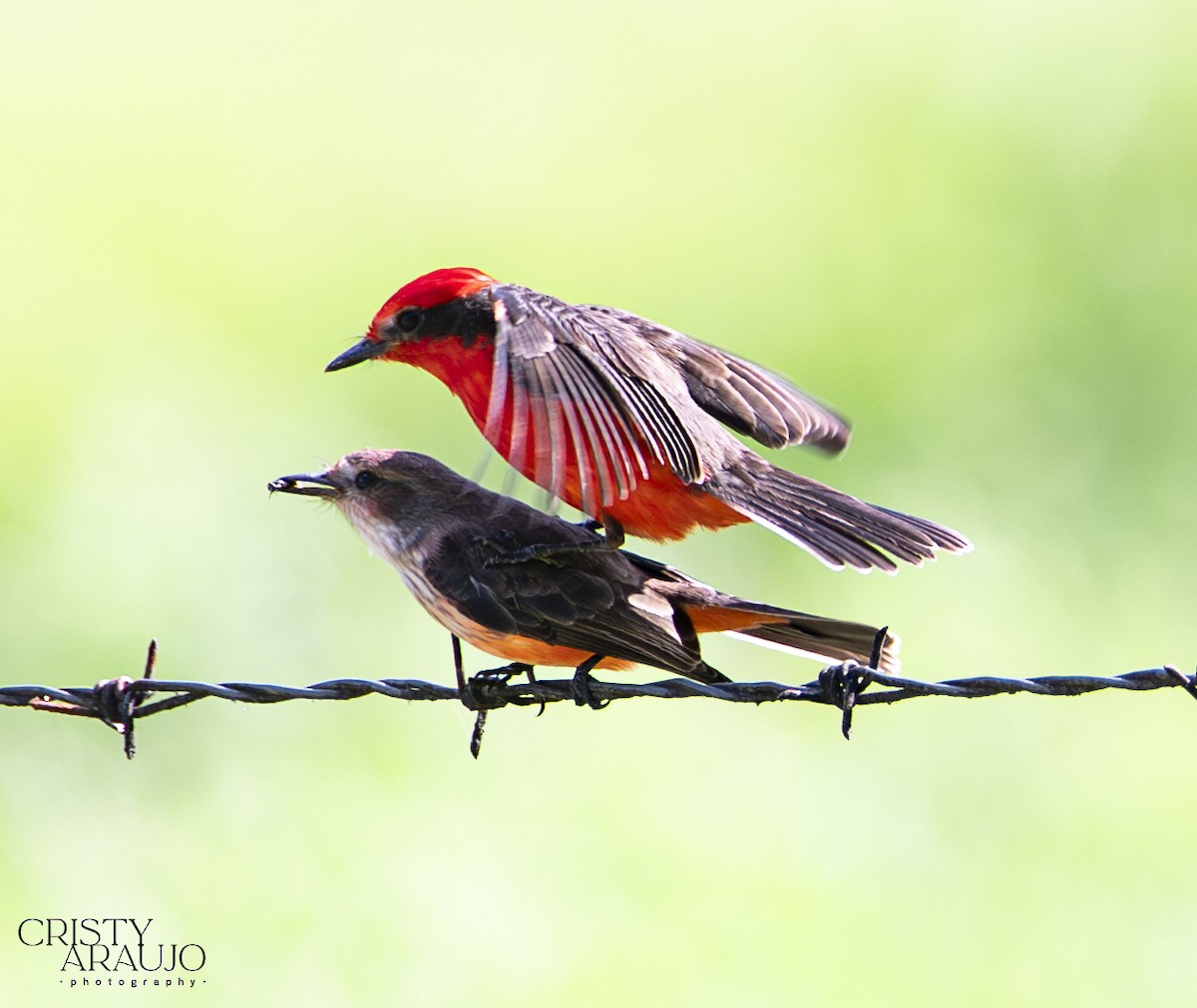 Vermilion Flycatcher - ML635705185