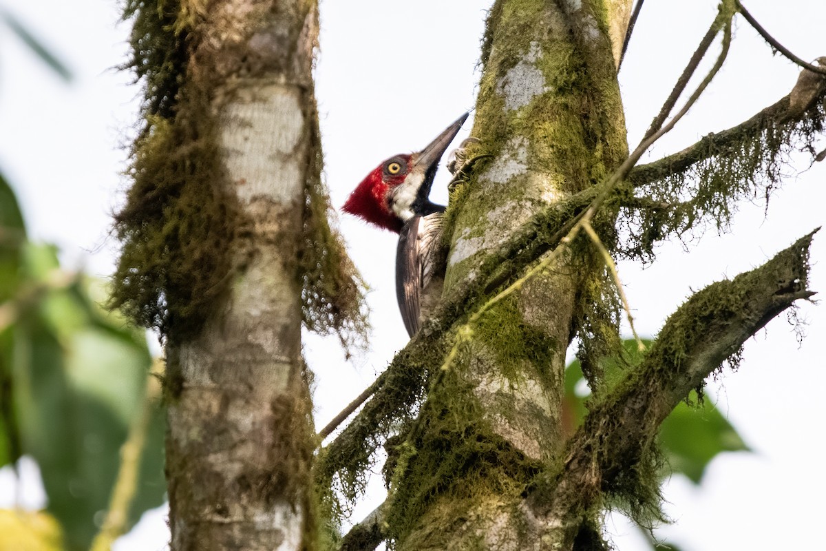 Guayaquil Woodpecker - ML635705194