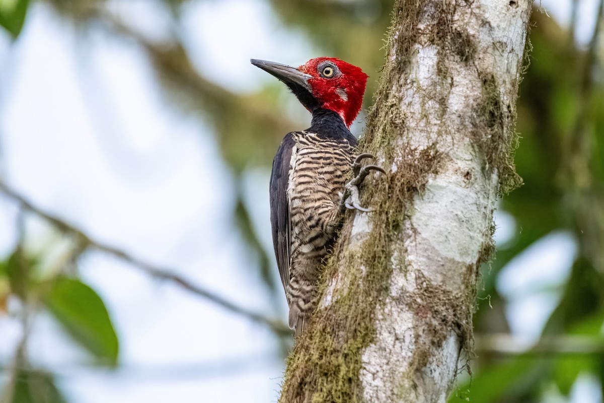 Guayaquil Woodpecker - ML635705195