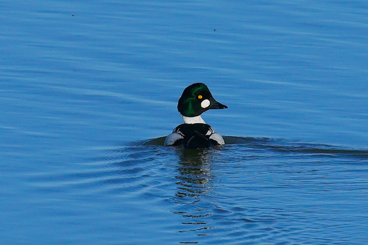 Common Goldeneye - ML635705224