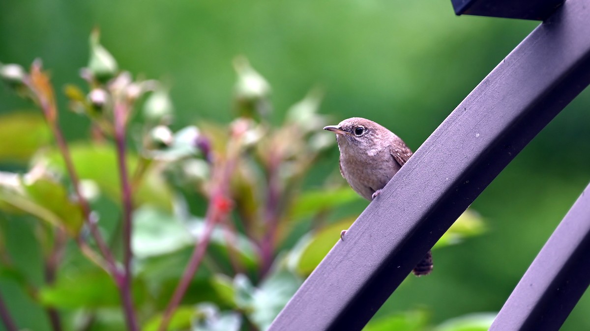 Northern House Wren - ML635705244