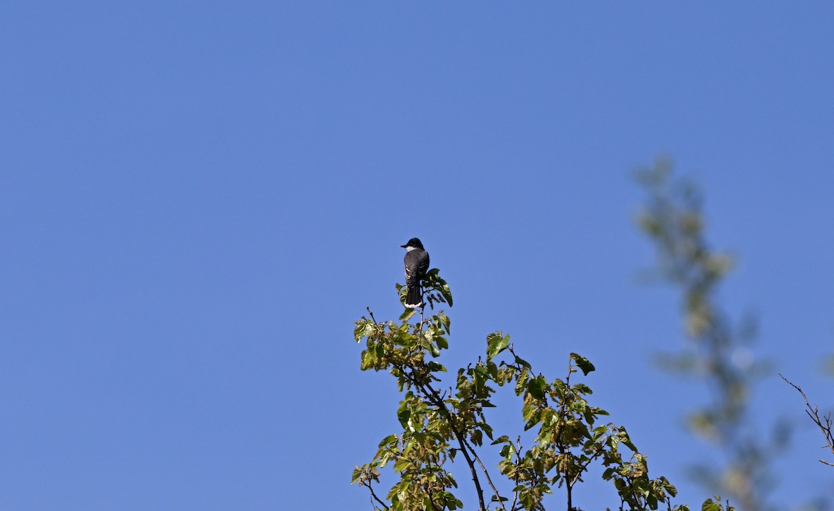Eastern Kingbird - ML635705283