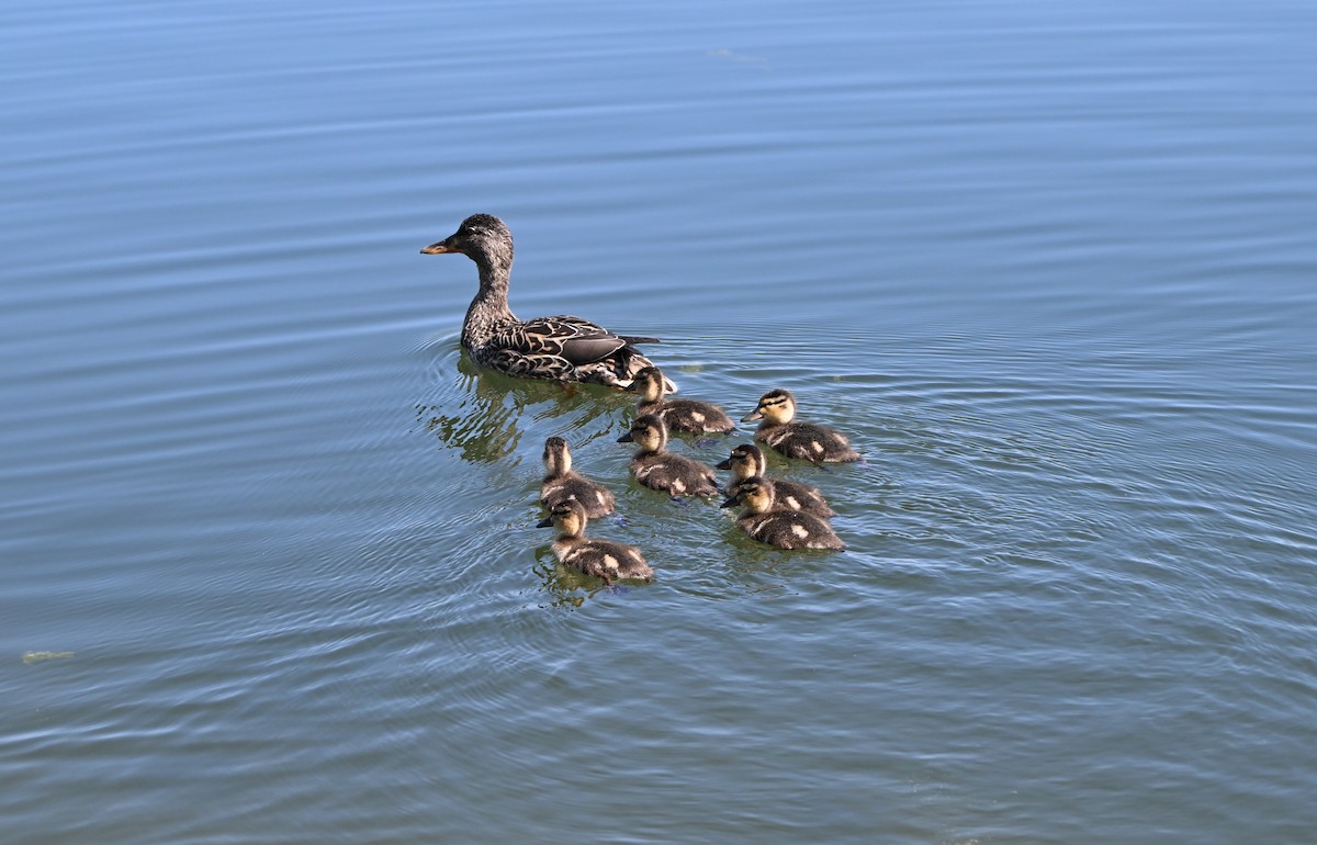 Mallard - ML635705326