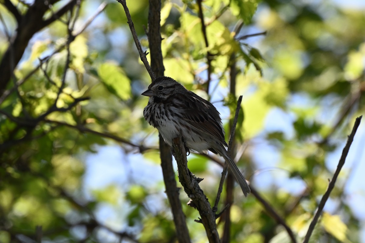 Song Sparrow - ML635705392