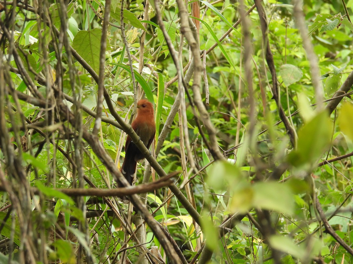 Little Cuckoo - ML635705434