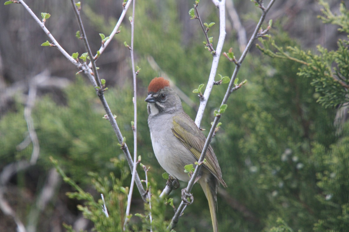 Green-tailed Towhee - ML635705448
