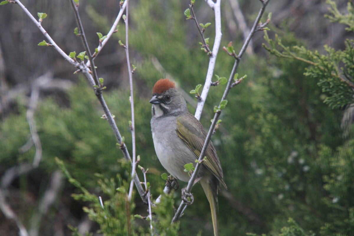 Green-tailed Towhee - ML635705449