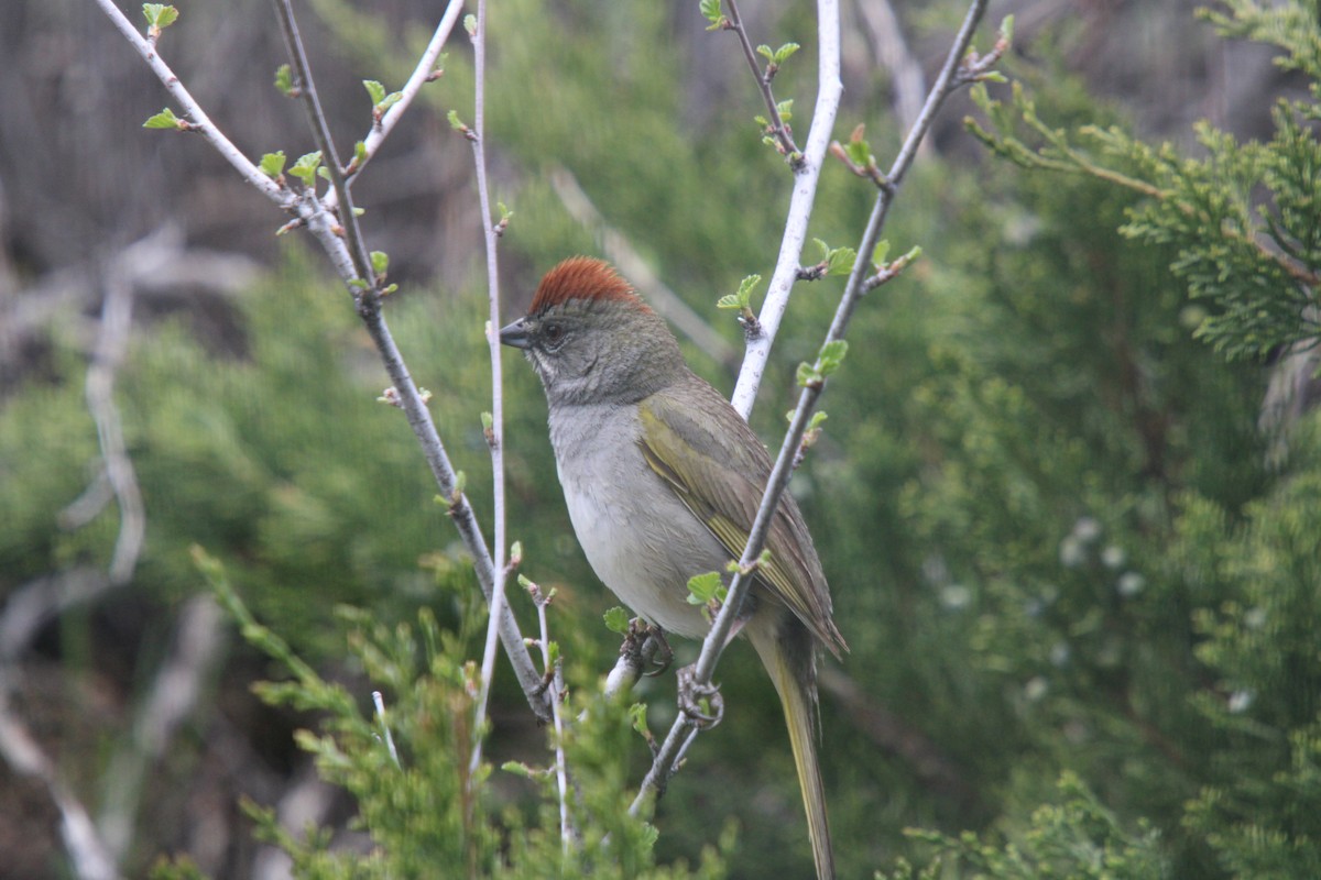 Green-tailed Towhee - ML635705450