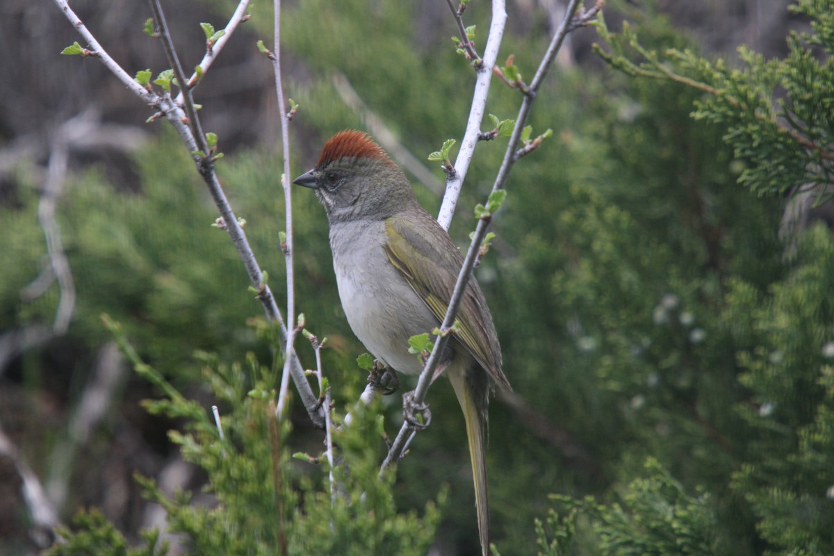 Green-tailed Towhee - ML635705451