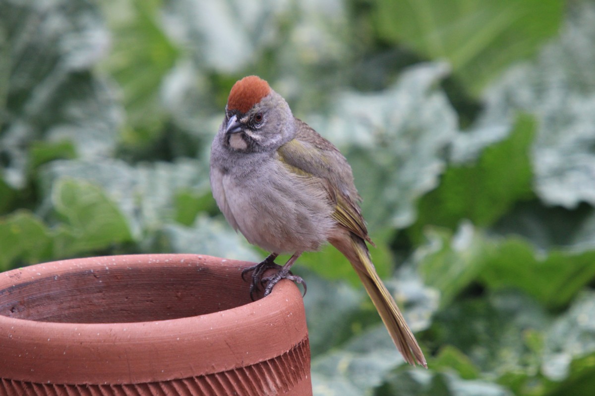Green-tailed Towhee - ML635705452