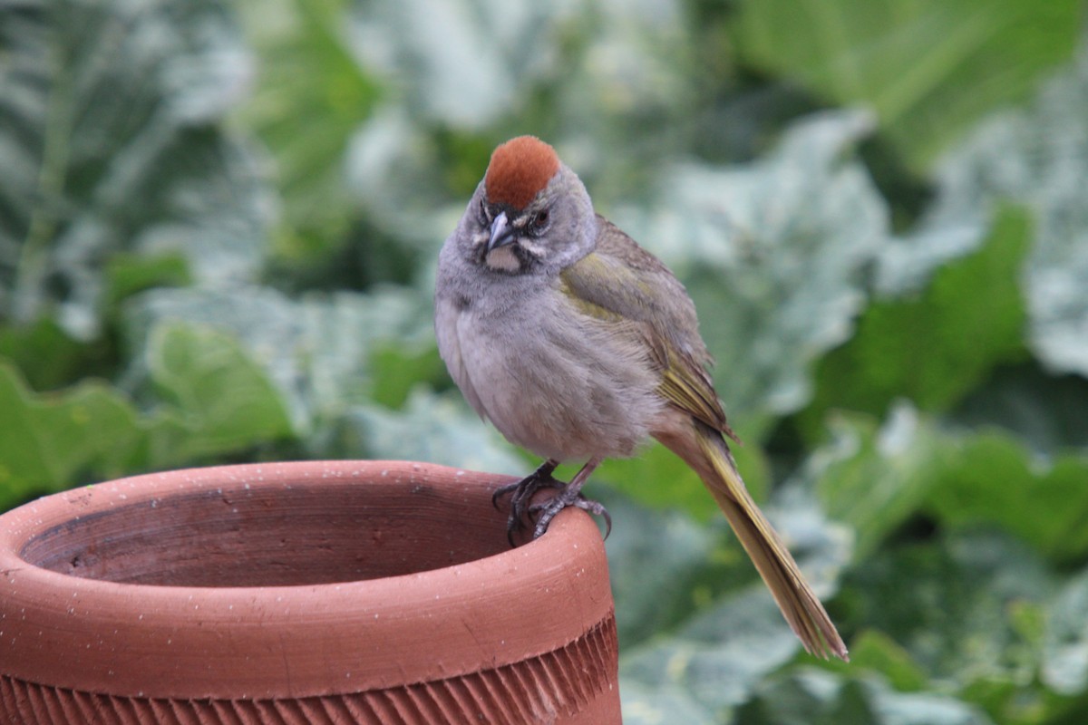 Green-tailed Towhee - ML635705453