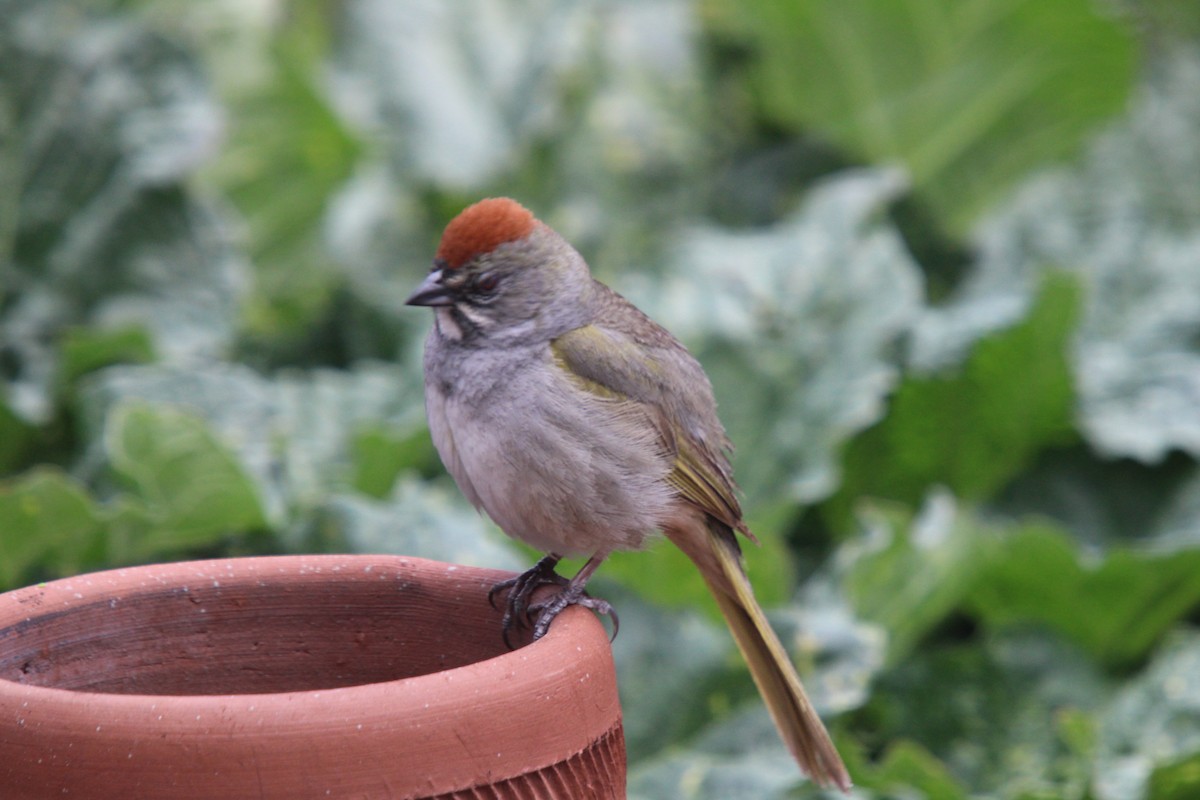 Green-tailed Towhee - ML635705454