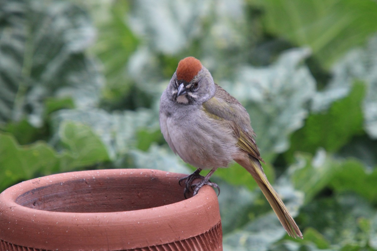 Green-tailed Towhee - ML635705455
