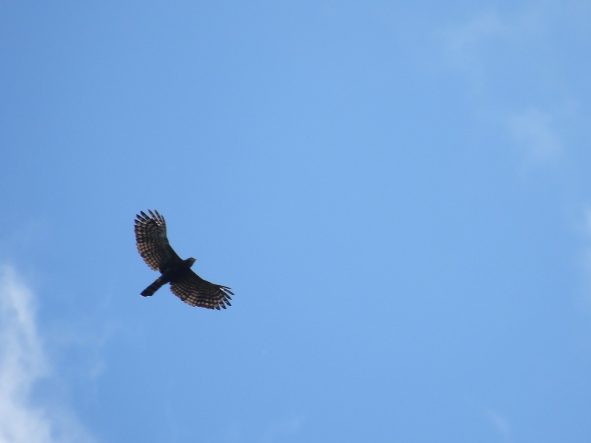 Black Hawk-Eagle - ML635705475