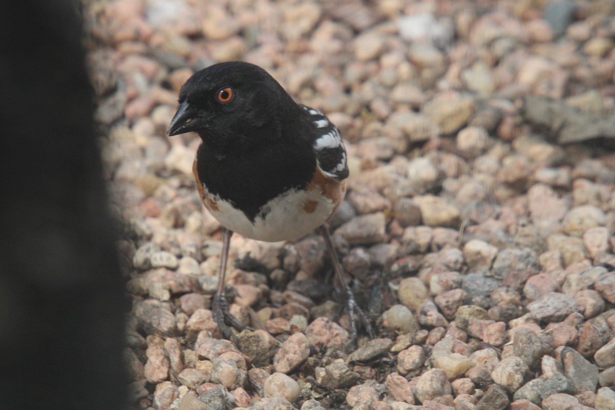 Black-headed Grosbeak - ML635705476