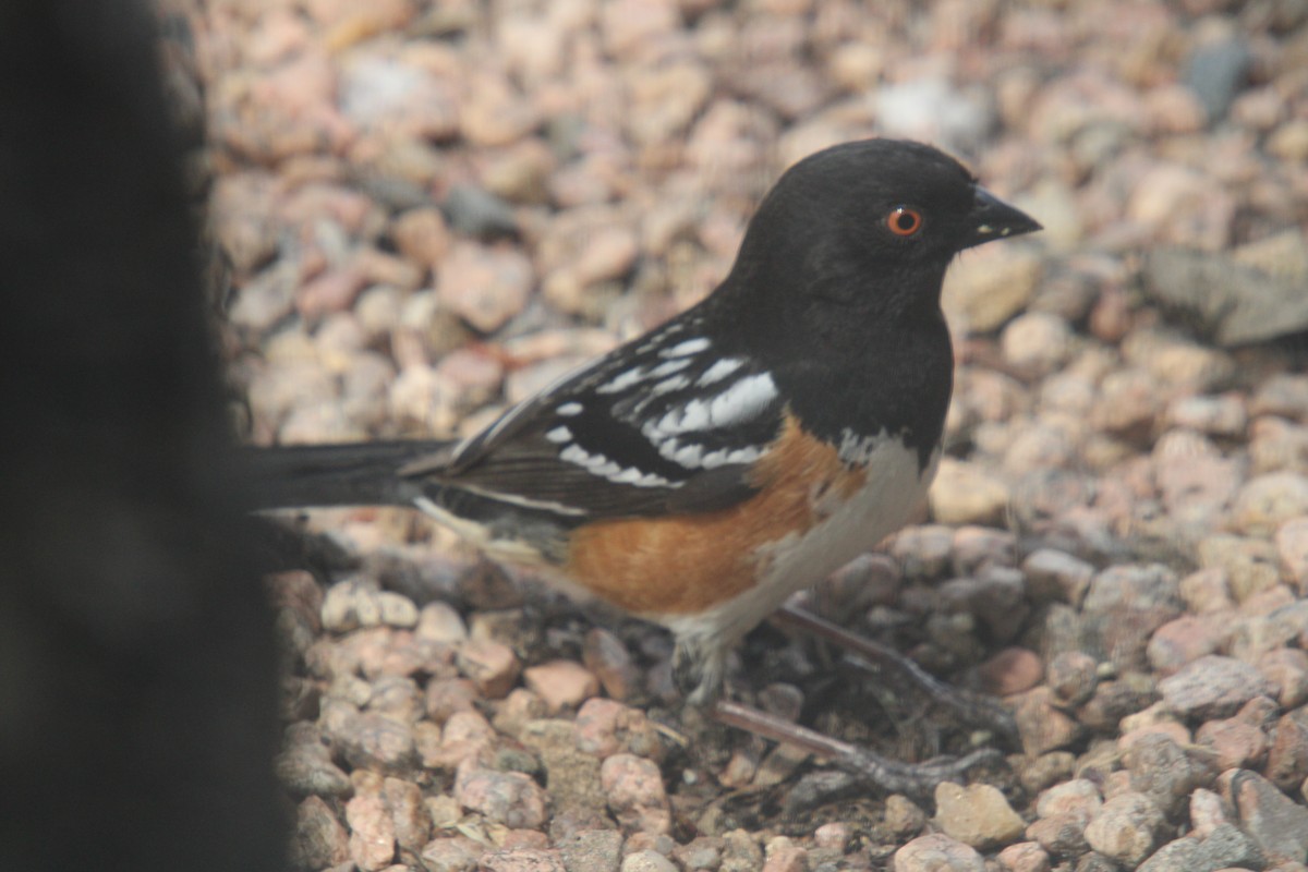 Black-headed Grosbeak - ML635705477