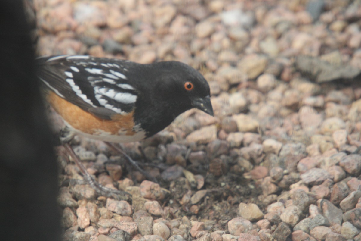 Black-headed Grosbeak - ML635705478
