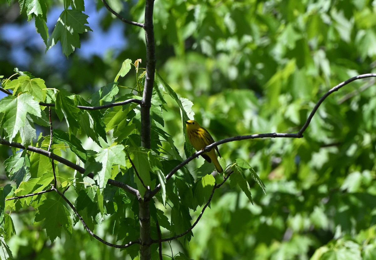 Northern Yellow Warbler - ML635705479