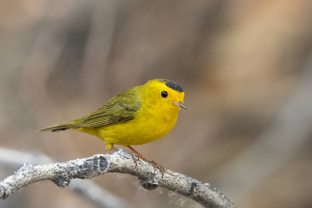 Wilson's Warbler - ML635705484