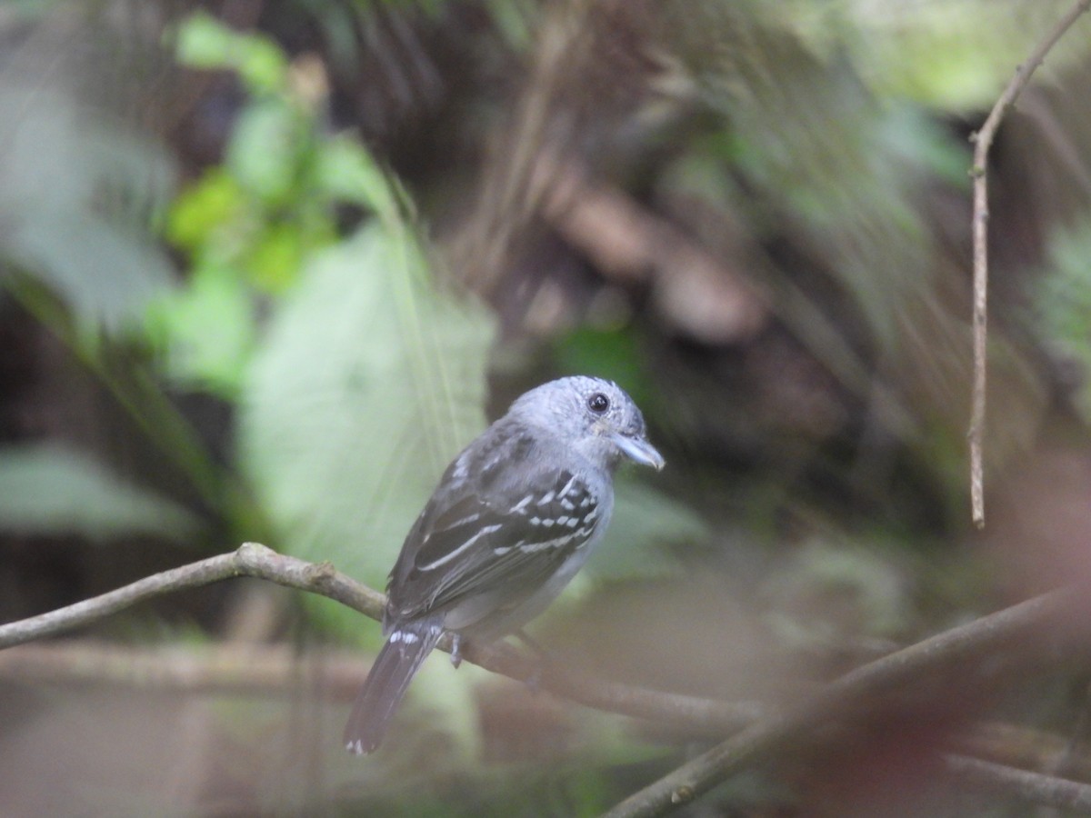 Black-crowned Antshrike - ML635705518