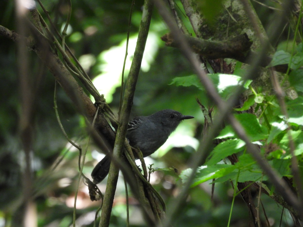 Dusky Antbird - ML635705537