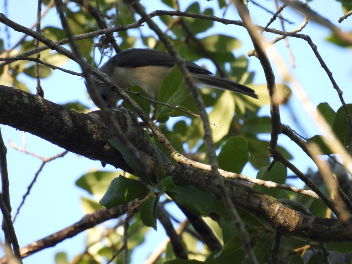 Tufted Titmouse - ML635705580