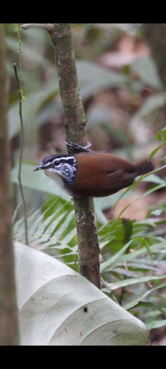 White-breasted Wood-Wren - ML635705606
