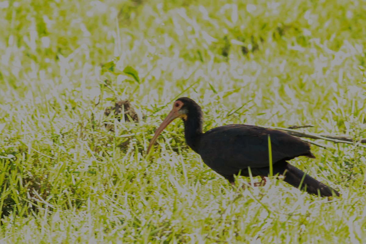 Sharp-tailed Ibis - ML635705651