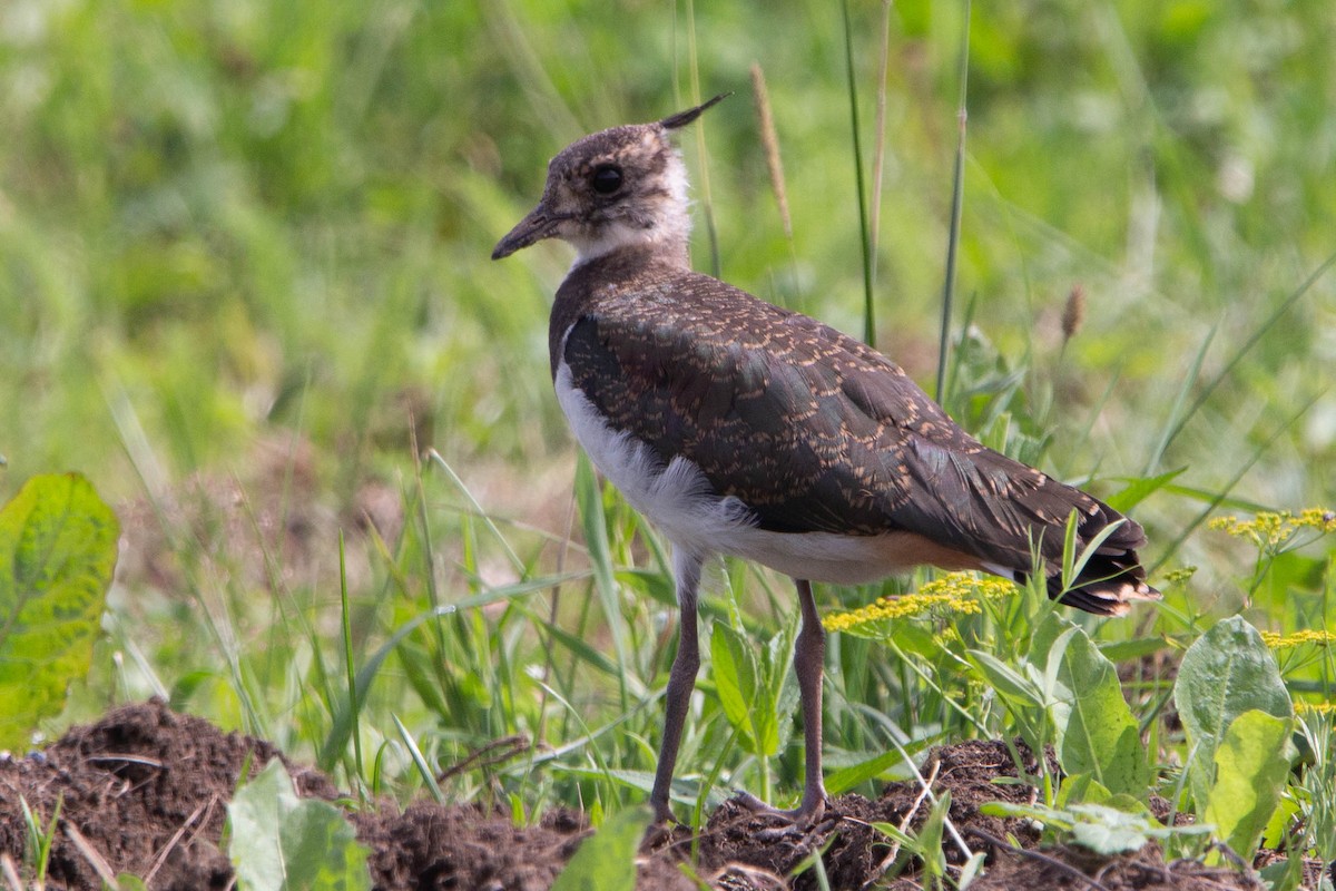 Northern Lapwing - ML635705662