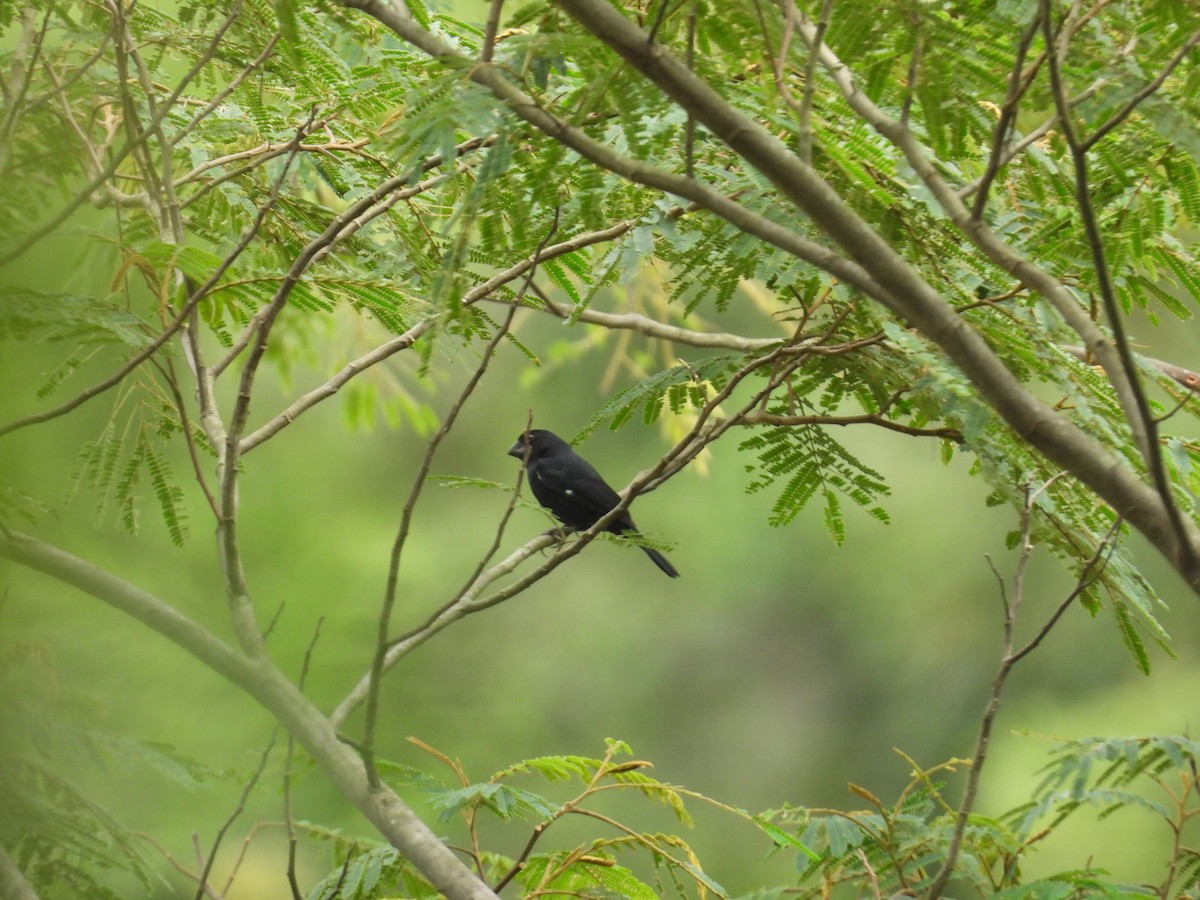 Thick-billed Seed-Finch - ML635705676