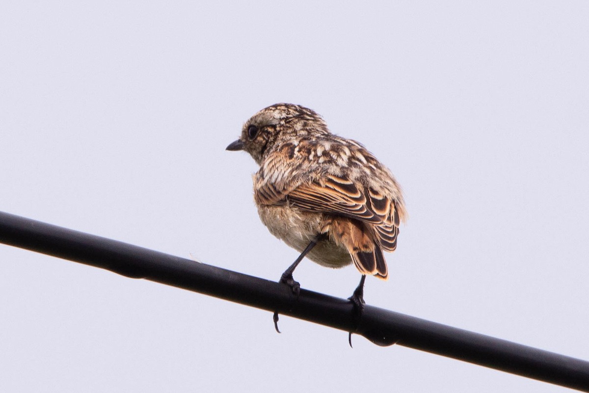 Whinchat - ML635705684