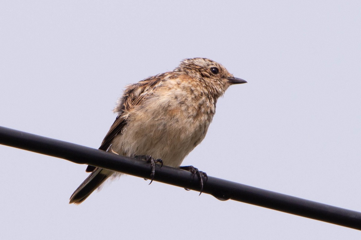 Whinchat - ML635705685