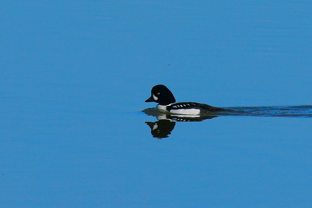 Barrow's Goldeneye - ML635705698