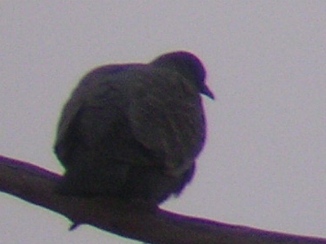 holub skvrnokřídlý - ML635705730
