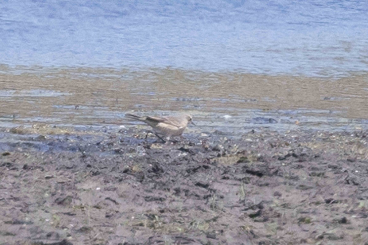 American Pipit - ML635705836