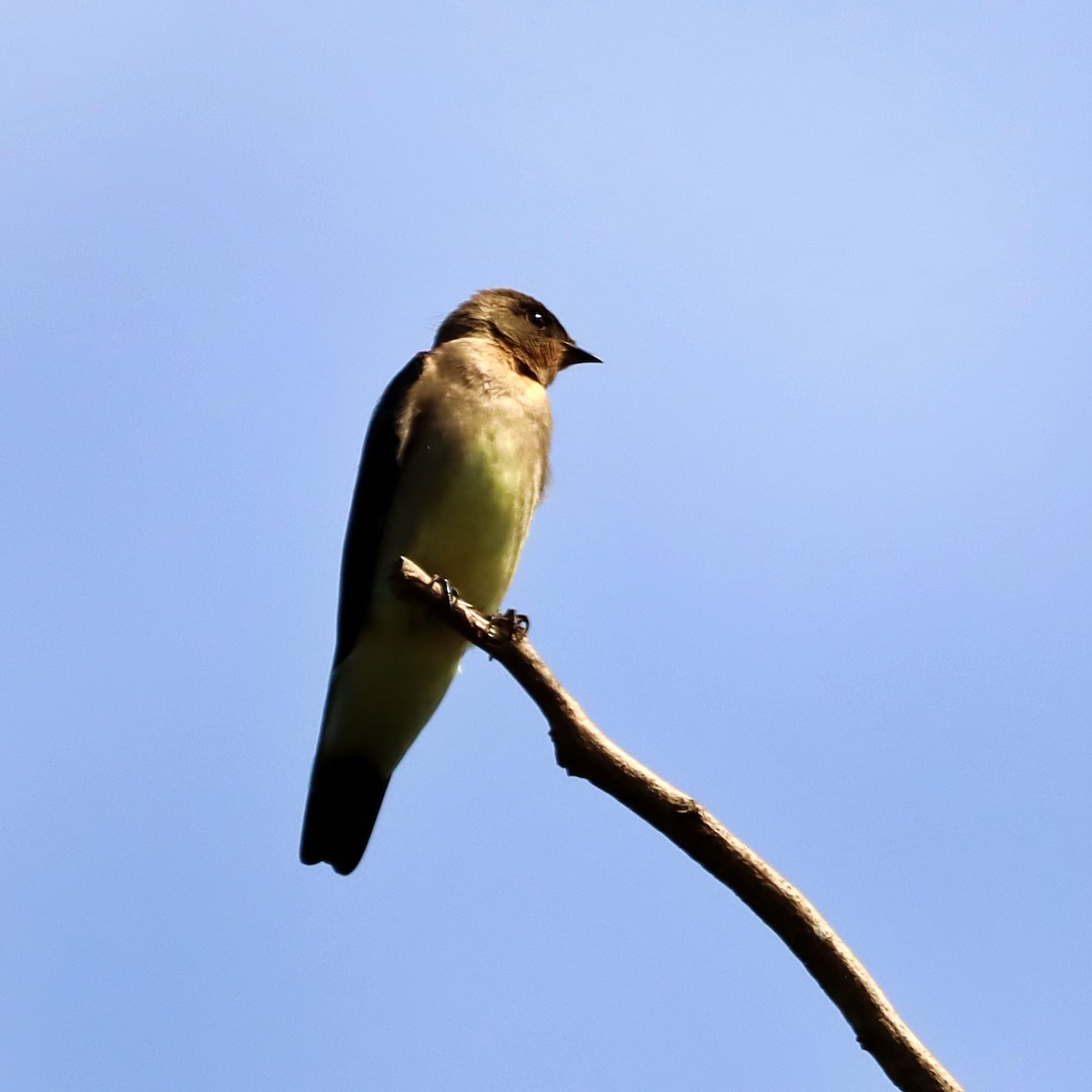 Southern Rough-winged Swallow - ML635705837