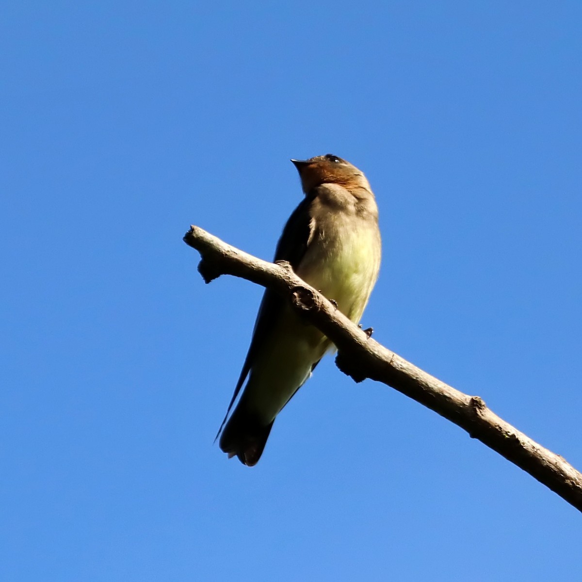 Southern Rough-winged Swallow - ML635705838