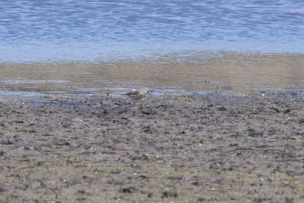 American Pipit - ML635705843