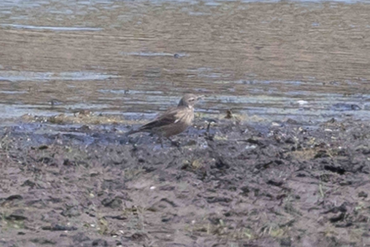 American Pipit - ML635705847