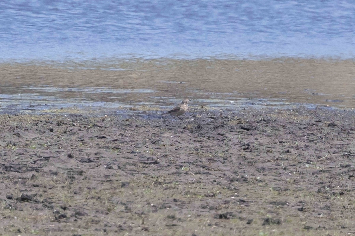 American Pipit - ML635705851