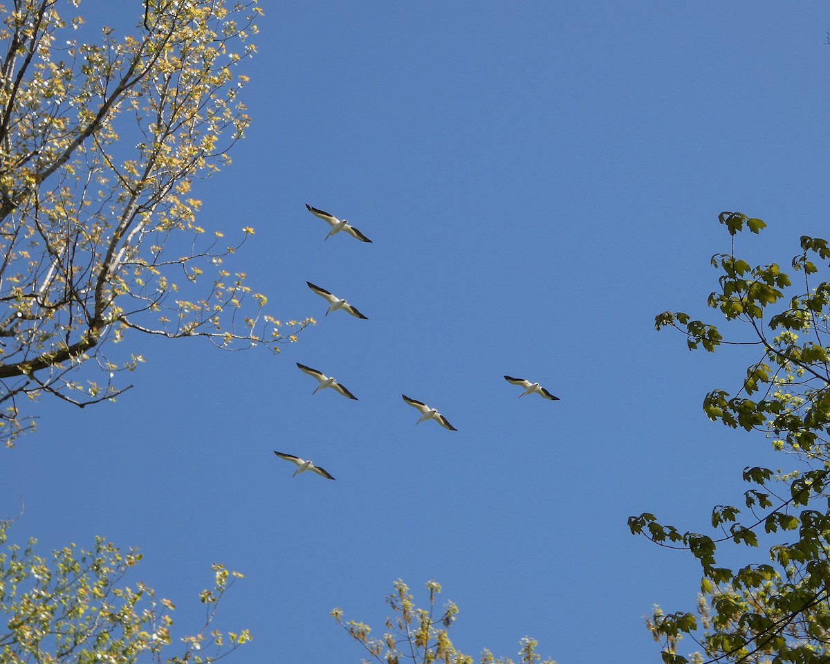 American White Pelican - ML635705928
