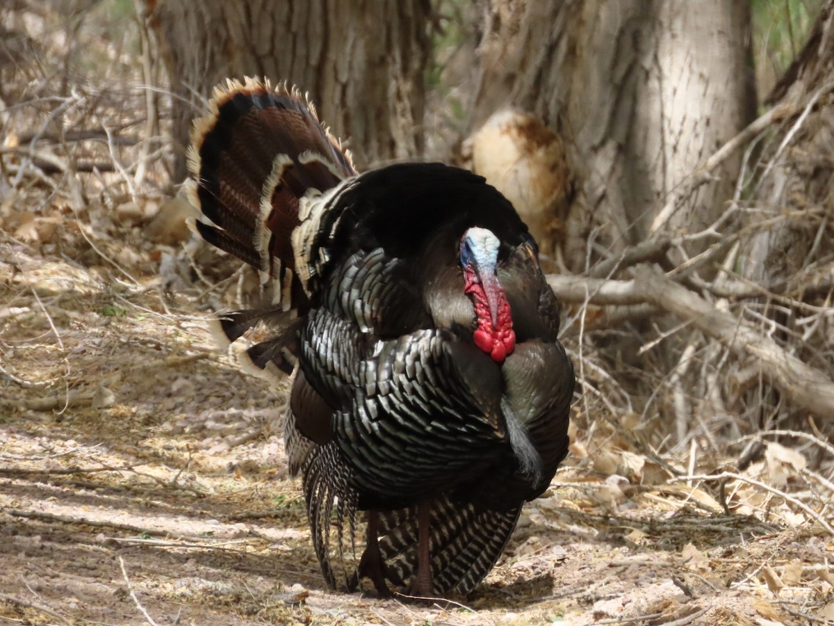 Wild Turkey - ML635705968