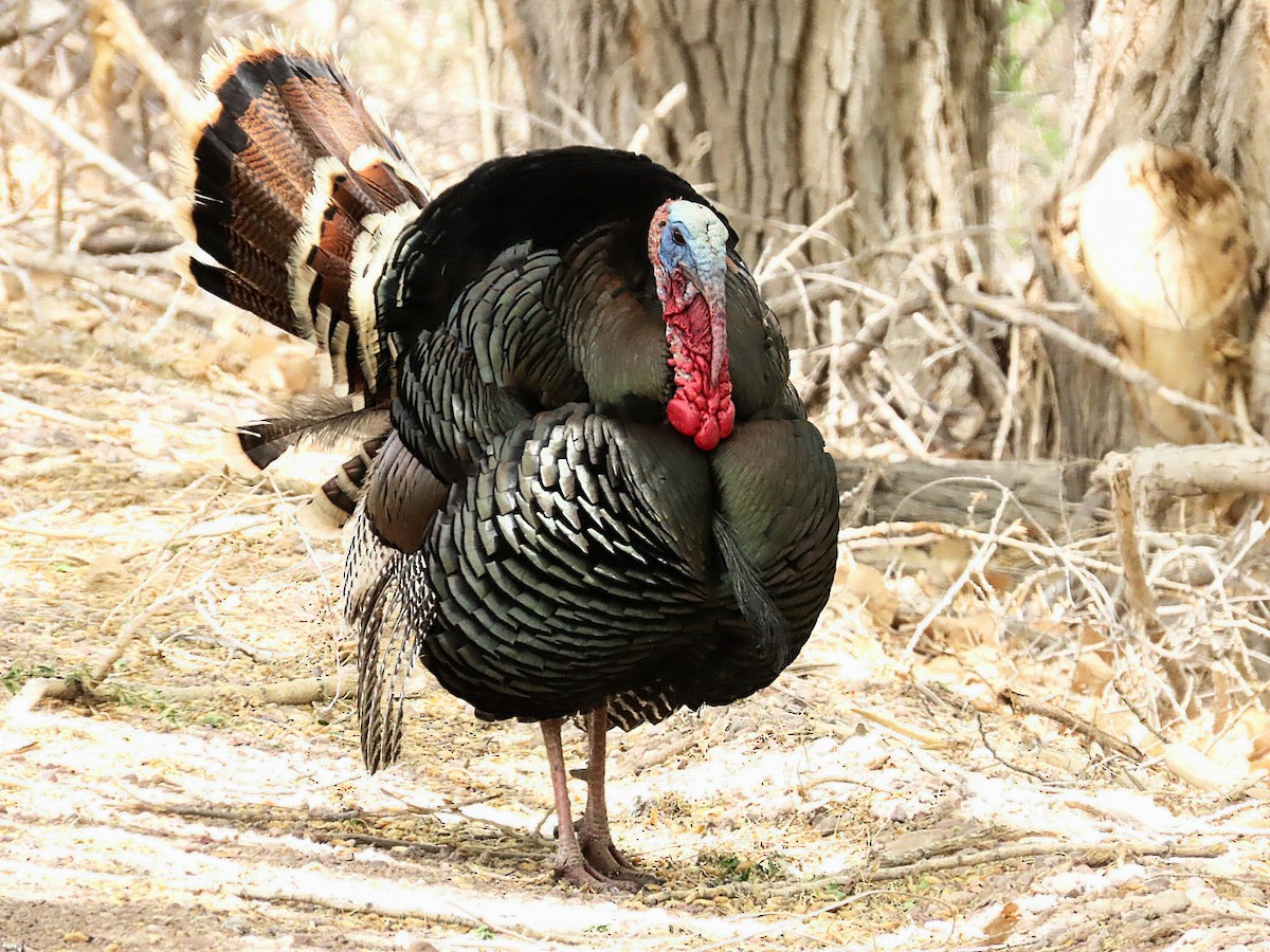 Wild Turkey - ML635705969