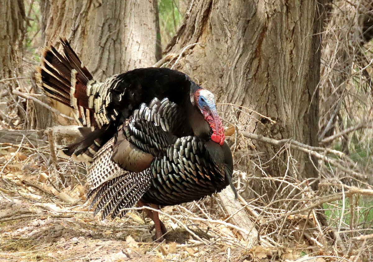 Wild Turkey - ML635705970