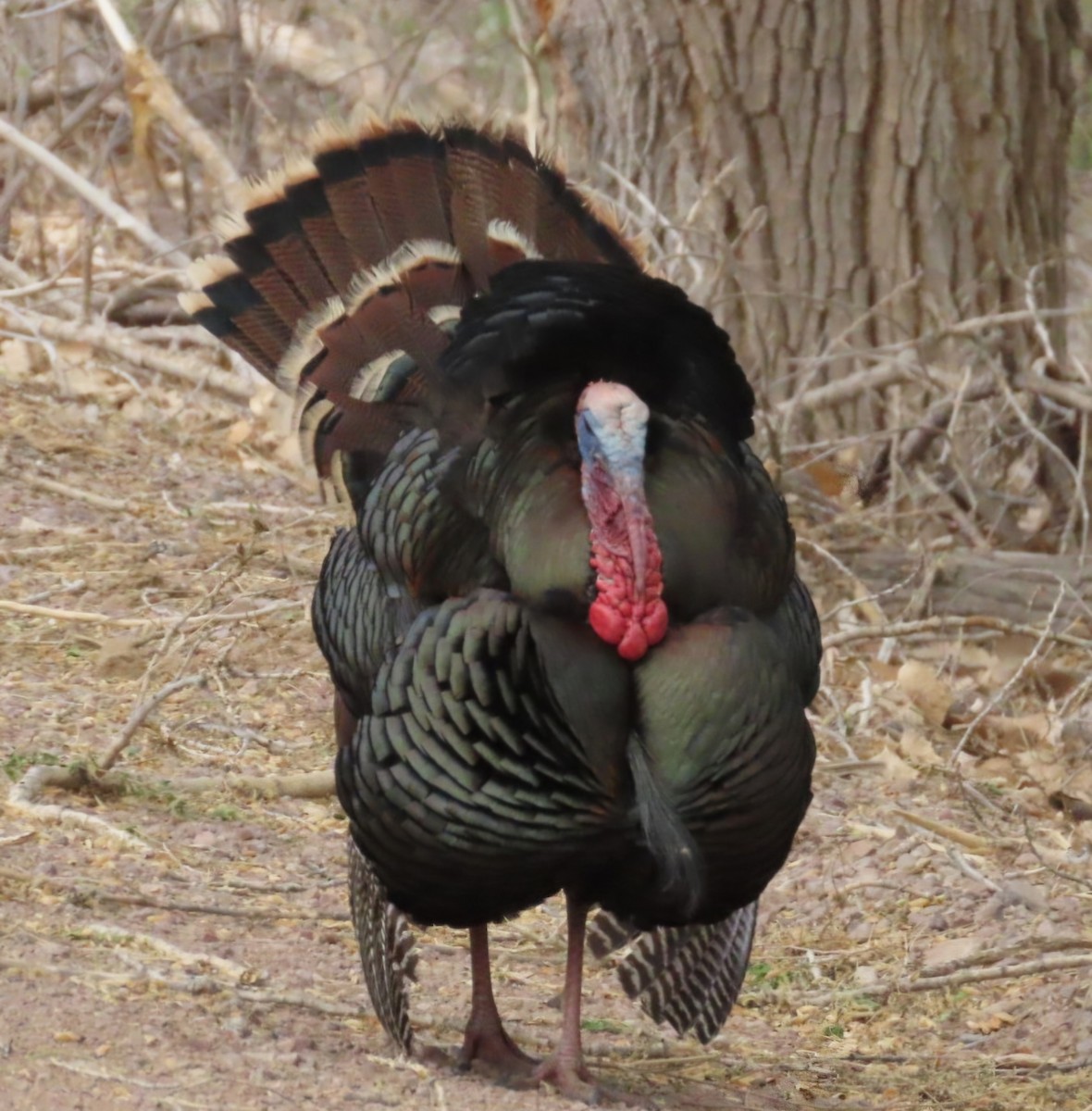 Wild Turkey - ML635705971